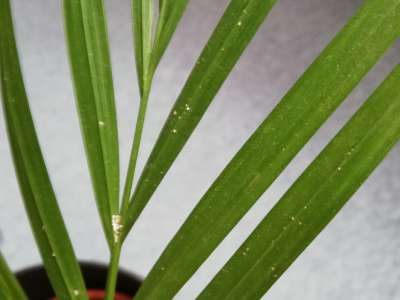 Areca palma - bílí škůdci