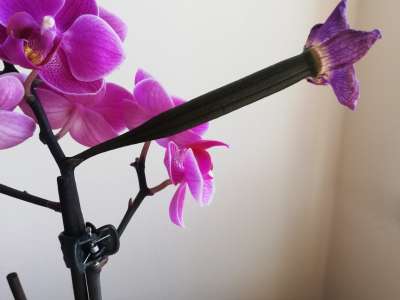 Výhonek na orchidei